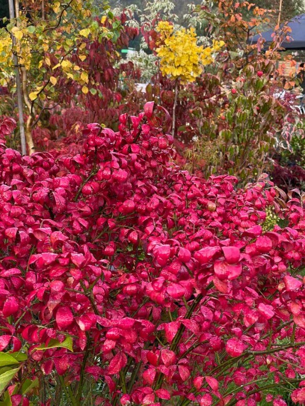 Euonymus alatus 'Compactus', feuillage d'automne, feuillage rouge, fusain, Journées des plantes, Domaine de Chantilly, Chantilly (60)