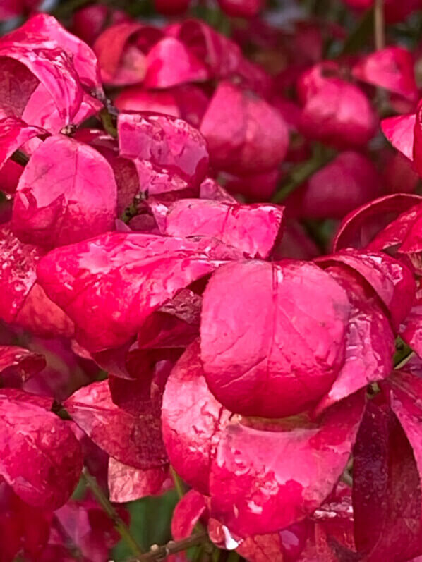 Euonymus alatus 'Compactus', feuillage d'automne, feuillage rouge, fusain, Journées des plantes, Domaine de Chantilly, Chantilly (60)
