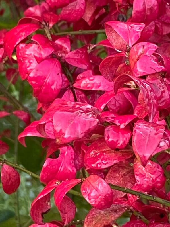 Lire la suite à propos de l’article L’éclatant feuillage d’automne du fusain (Euonymus alatus ‘Compactus’)
