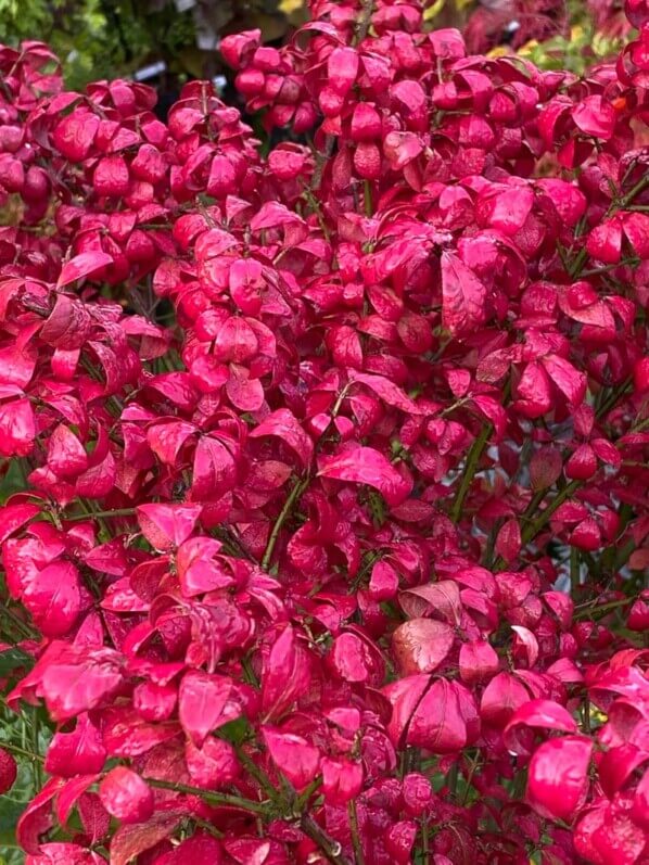 Euonymus alatus 'Compactus', feuillage d'automne, feuillage rouge, fusain, Journées des plantes, Domaine de Chantilly, Chantilly (60)