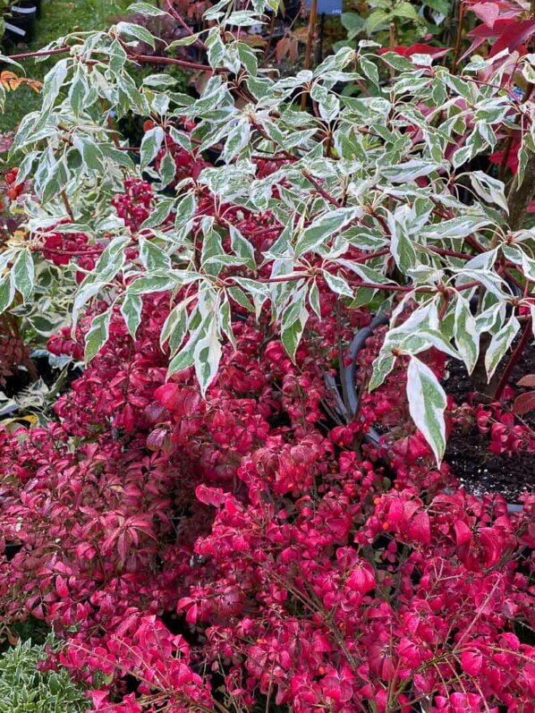 Cornouillier et Euonymus alatus 'Compactus', feuillage d'automne, feuillage rouge, fusain, Journées des plantes, Domaine de Chantilly, Chantilly (60)