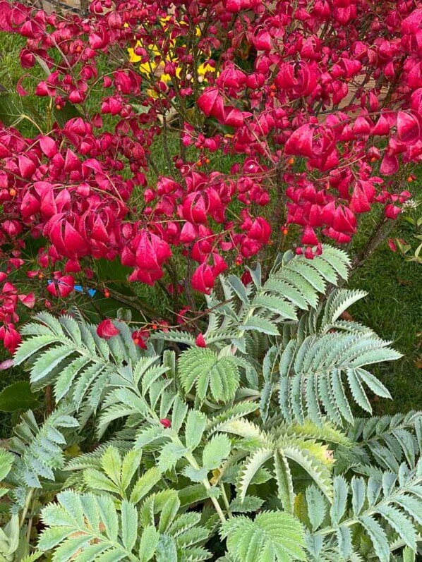 Melianthus et Euonymus alatus 'Compactus', feuillage d'automne, feuillage rouge, fusain, Journées des plantes, Domaine de Chantilly, Chantilly (60)