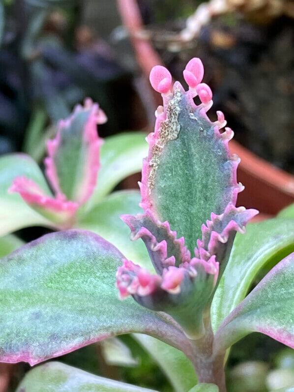 Kalanchoe 'Pink Butterflies', plante d'intérieur, Paris 19e (75)