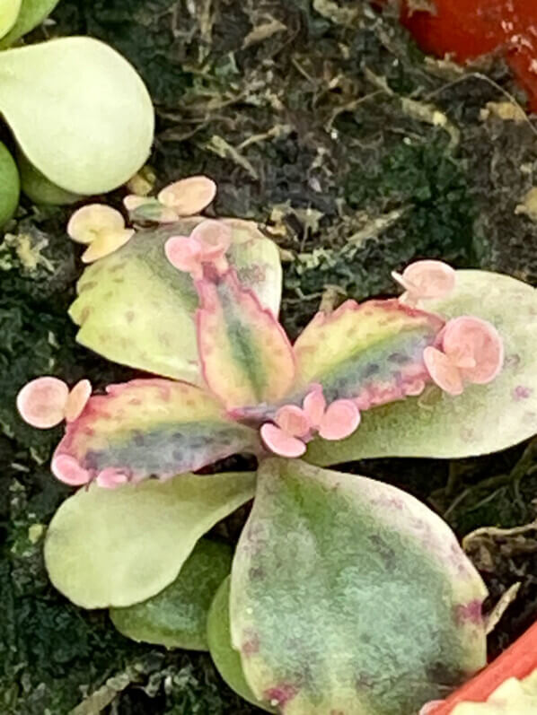 Kalanchoe 'Pink Butterflies', plante d'intérieur, Paris 19e (75)
