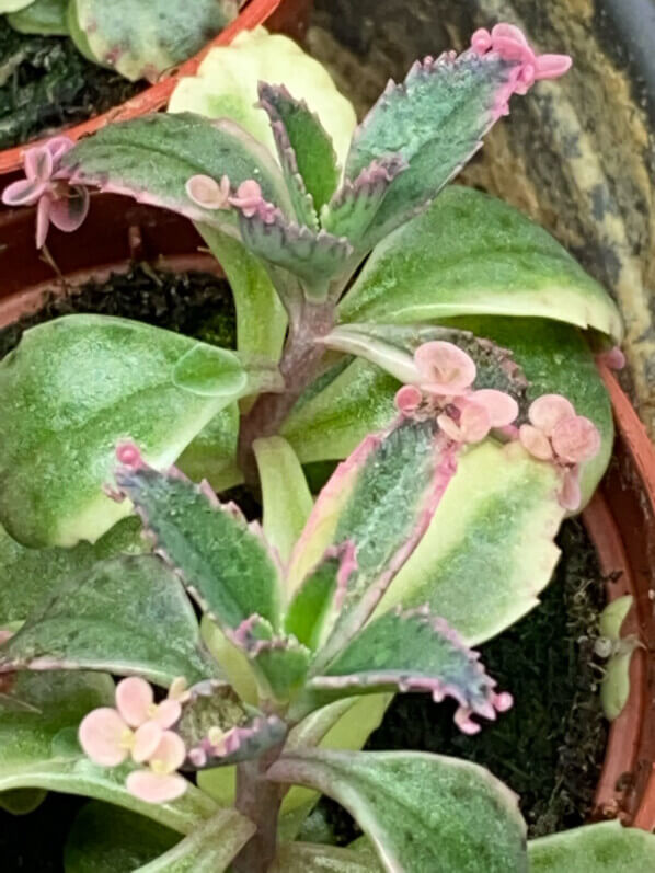 Kalanchoe 'Pink Butterflies', plante d'intérieur, Paris 19e (75)