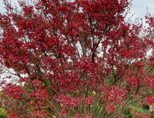 L’automne flamboyant du lilas des Indes (Lagerstroemia)