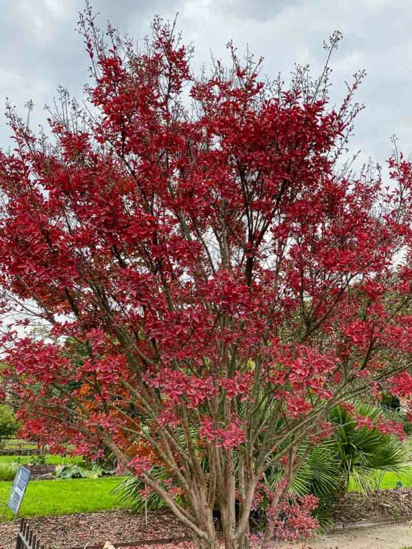 Lilas des Indes (Lagerstroemia) en automne dans le Jardin des Plantes, Paris 5e (75)