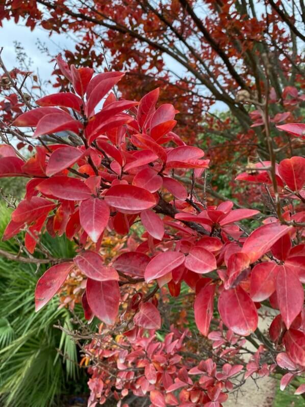 Lilas des Indes (Lagerstroemia) en automne dans le Jardin des Plantes, Paris 5e (75)