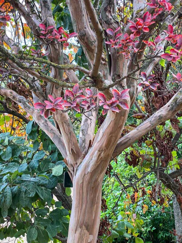 Lilas des Indes (Lagerstroemia) en automne dans le Jardin des Plantes, Paris 5e (75)