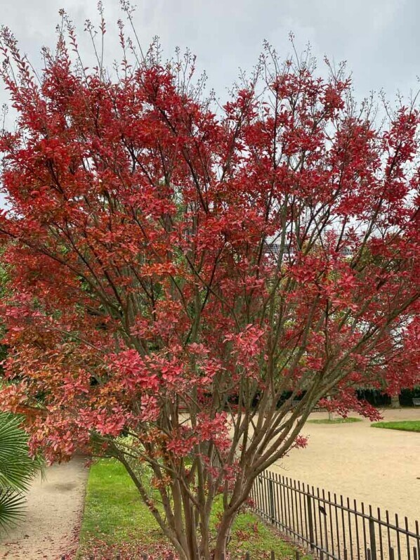 Lilas des Indes (Lagerstroemia) en automne dans le Jardin des Plantes, Paris 5e (75)