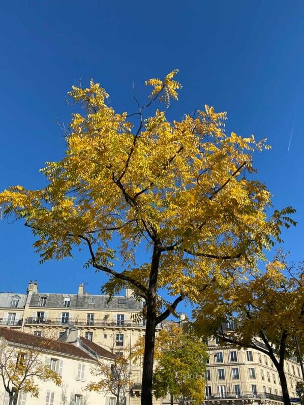 arbre, feuillage d'automne, Paris 12e (75)