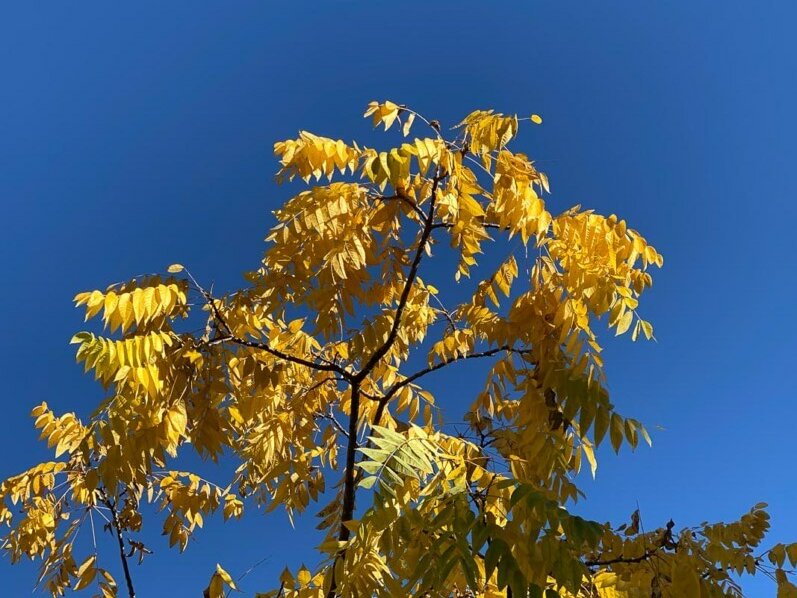 arbre, feuillage d'automne, Paris 12e (75)