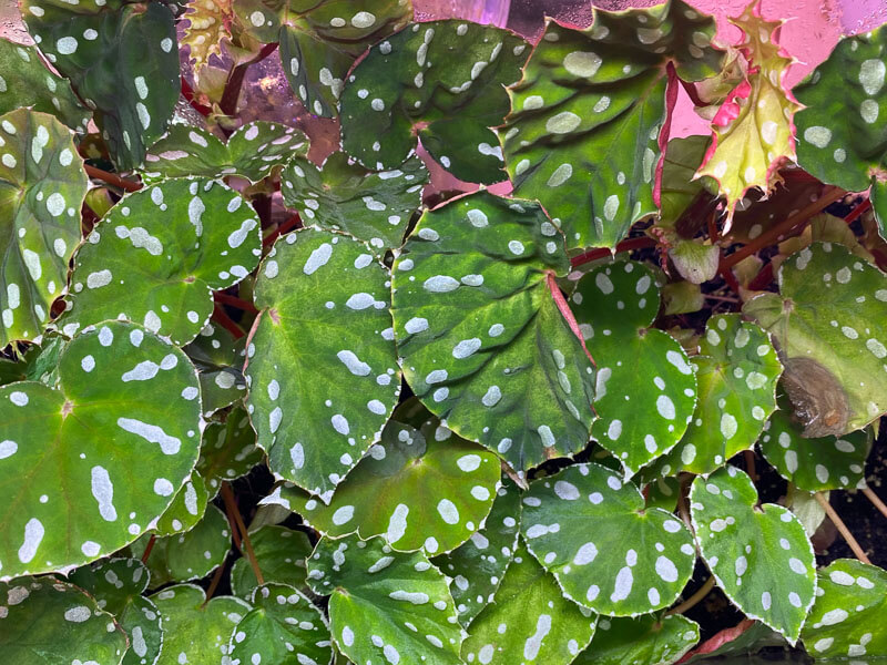 Begonia jiewhoei, Bégoniacées, plante d'intérieur, terrarium, Paris 19e (75)