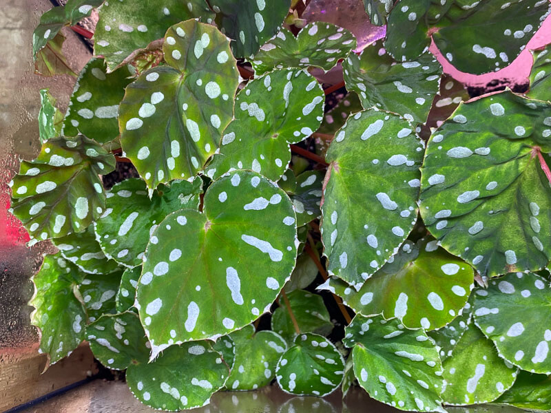 Begonia jiewhoei, Bégoniacées, plante d'intérieur, terrarium, Paris 19e (75) 