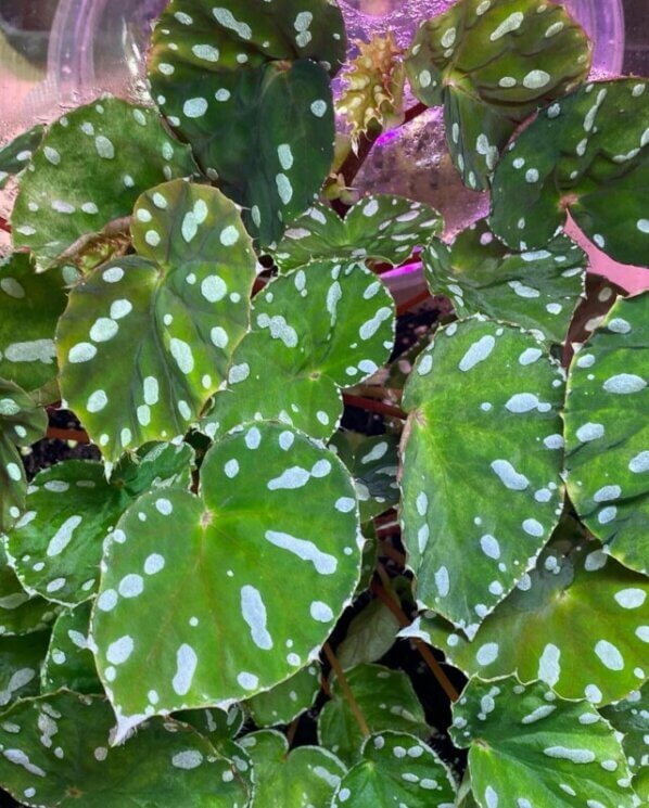 Begonia jiewhoei, Bégoniacées, plante d'intérieur, terrarium, Paris 19e (75)