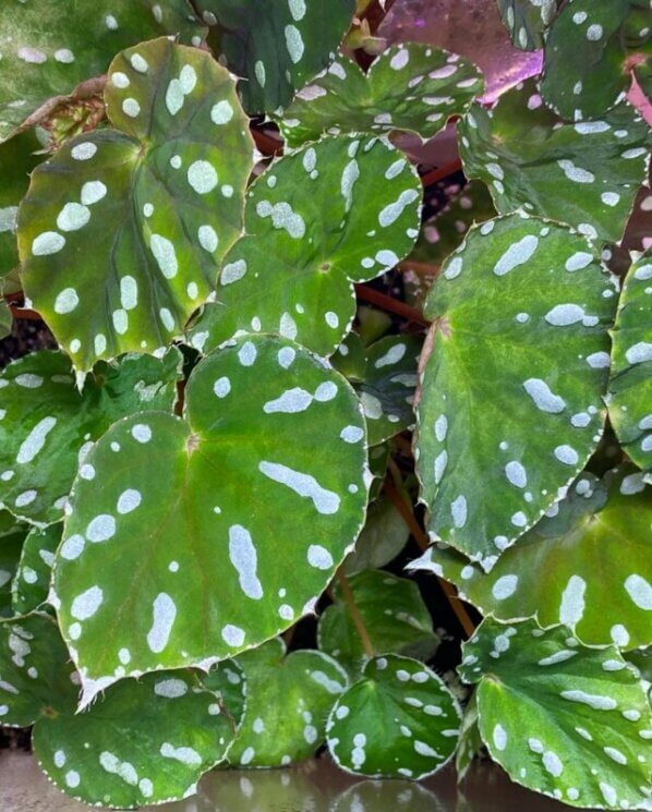 Begonia jiewhoei, Bégoniacées, plante d'intérieur, terrarium, Paris 19e (75)