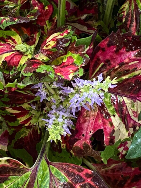 Floraison du Coleus Kong Mosaïc en automne sur mon balcon parisien, Paris 19e (75)