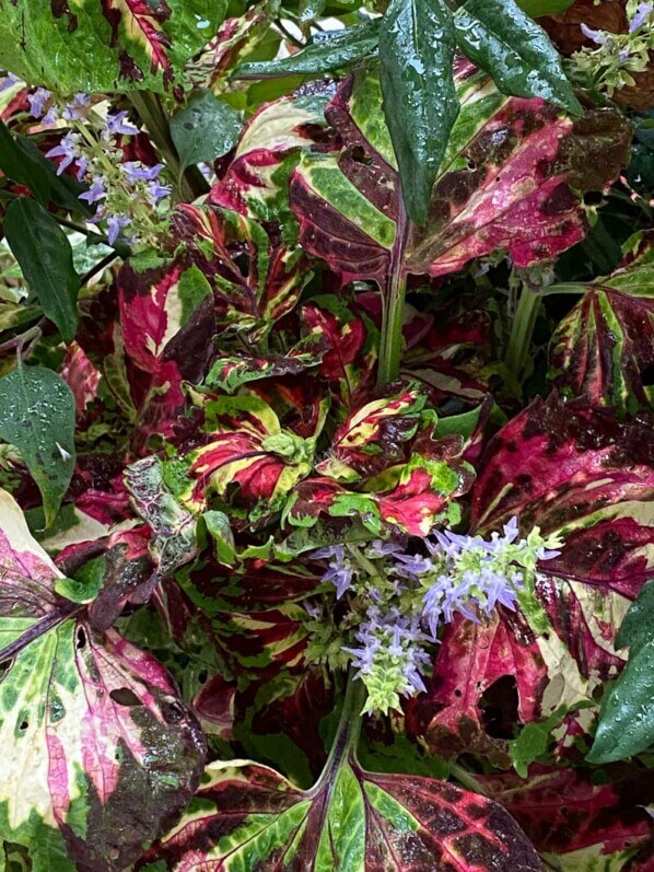 Floraison du Coleus Kong Mosaïc en automne sur mon balcon parisien, Paris 19e (75)