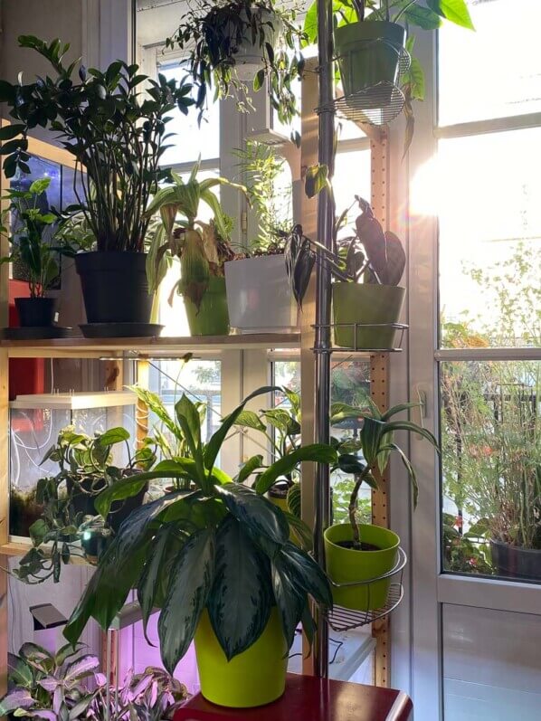 Mes plantes d'intérieur baignées de soleil, Paris 19e (75)