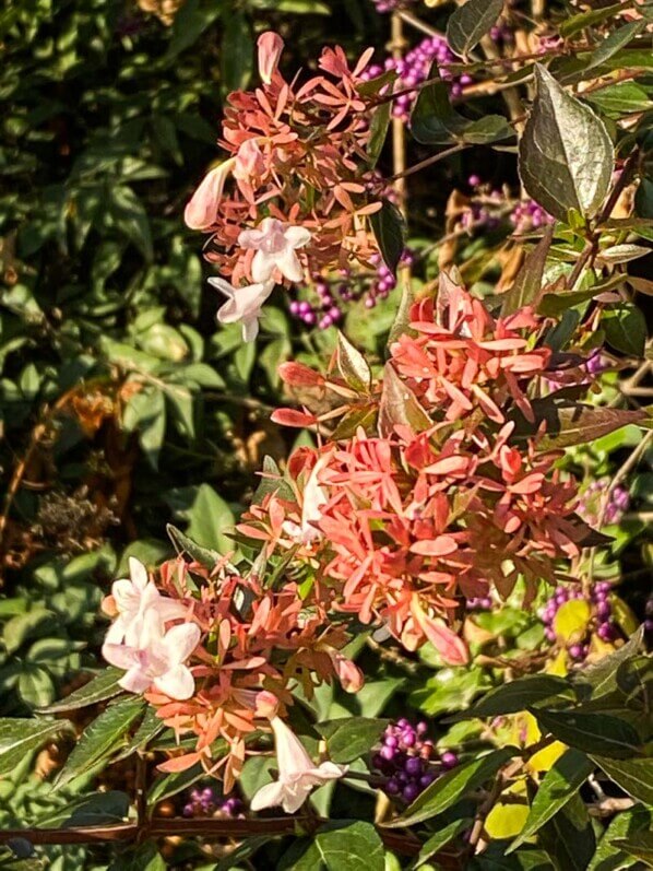 Fleurs et bractées de l'abélia en automne dans le Jardin du Luxembourg, Paris 6e (75)