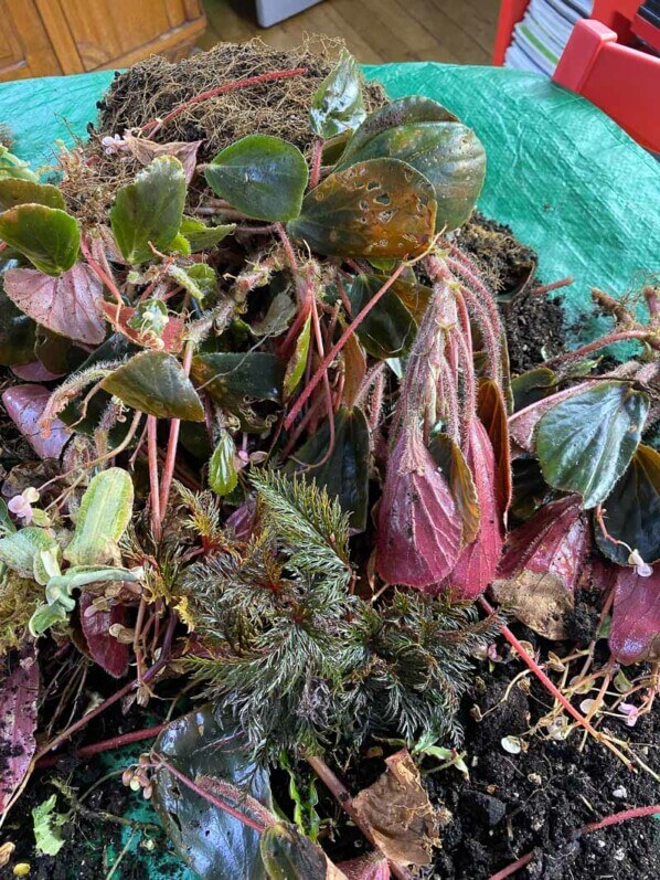 Plantes jetées après le nettoyage de mes terrariums, plante d'intérieur, terrarium, Paris 19e (75)