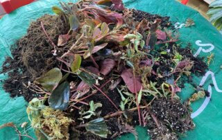 Plantes jetées après le nettoyage de mes terrariums, plante d'intérieur, terrarium, Paris 19e (75)