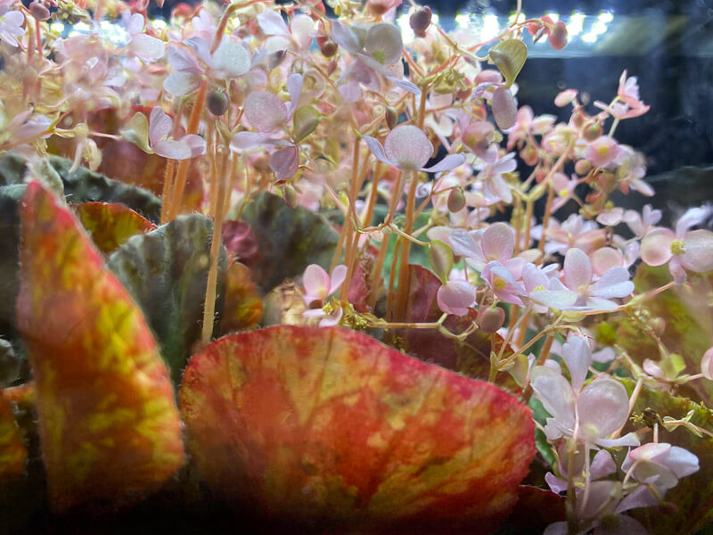 Floraison du Begonia kingiana 'Ipoh', terrarium, Paris 19e (75)