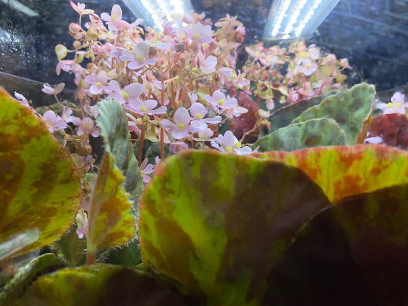 Floraison du Begonia kingiana 'Ipoh', terrarium, Paris 19e (75)