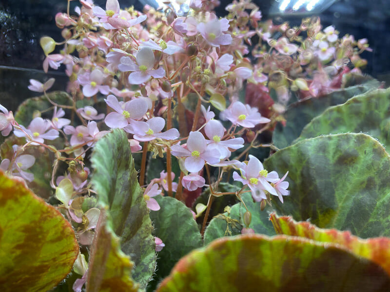 Lire la suite à propos de l’article Le bouquet de fleurs du Begonia kingiana ‘Ipoh’ dans un terrarium