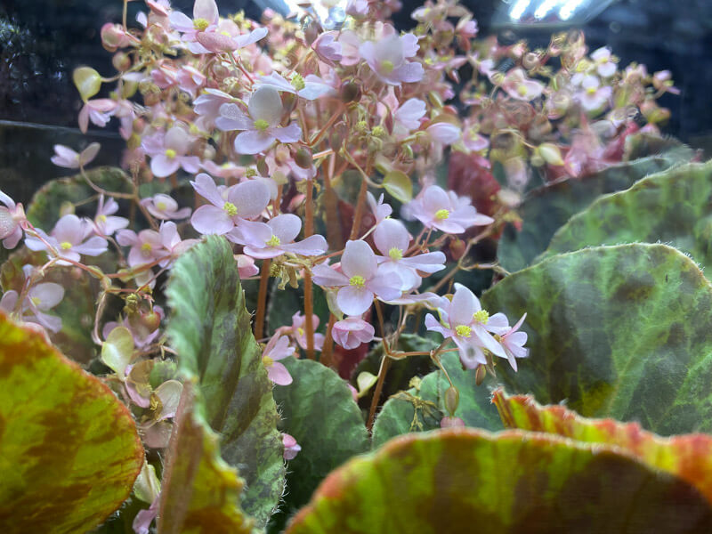 Floraison du Begonia kingiana 'Ipoh', terrarium, Paris 19e (75)