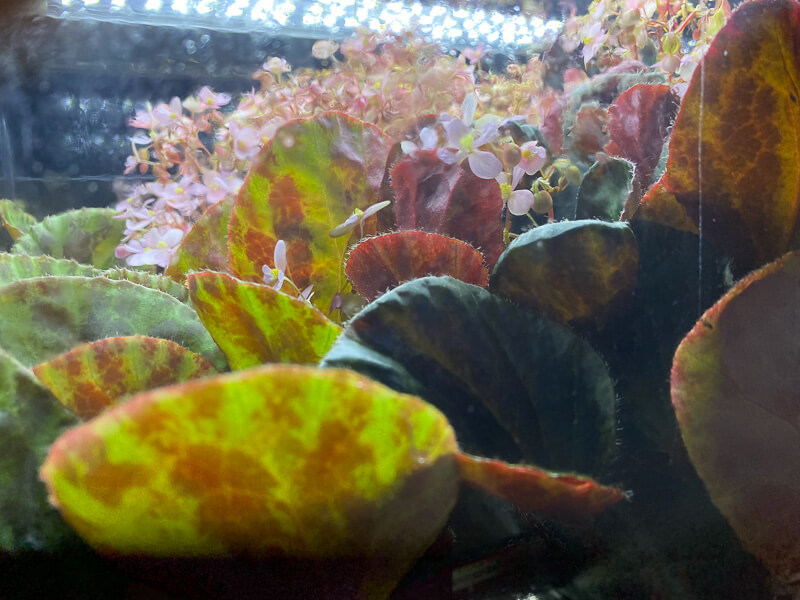 Floraison du Begonia kingiana 'Ipoh', terrarium, Paris 19e (75)