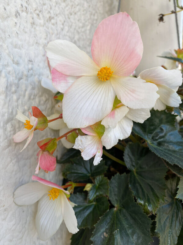 Bégonia tubéreux en automne sur mon balcon parisien, Paris 19e (75)