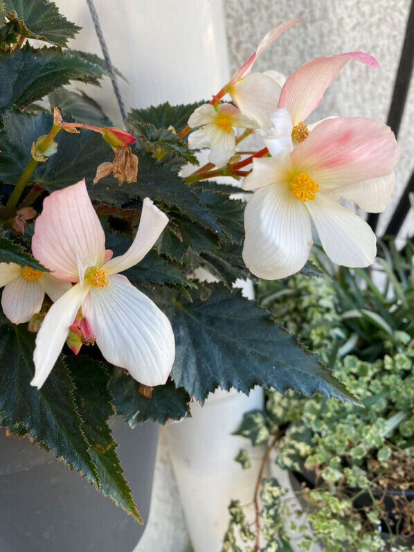 Bégonia tubéreux en automne sur mon balcon parisien, Paris 19e (75)