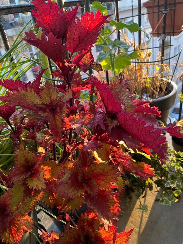 Coleus (Solenostemon) en automne sur mon balcon parisien, Paris 19e (75)