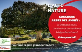 Concours « Arbre de l’année 2021 » : Le Châtaignier de La Celle Saint-Cloud représente l’Île-de-France