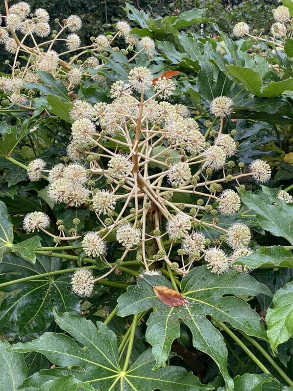 Floraison de l'aralia du Japon, Fatsia japonica, en automne dans le square Samuel de Champlain, Paris 20e (75)