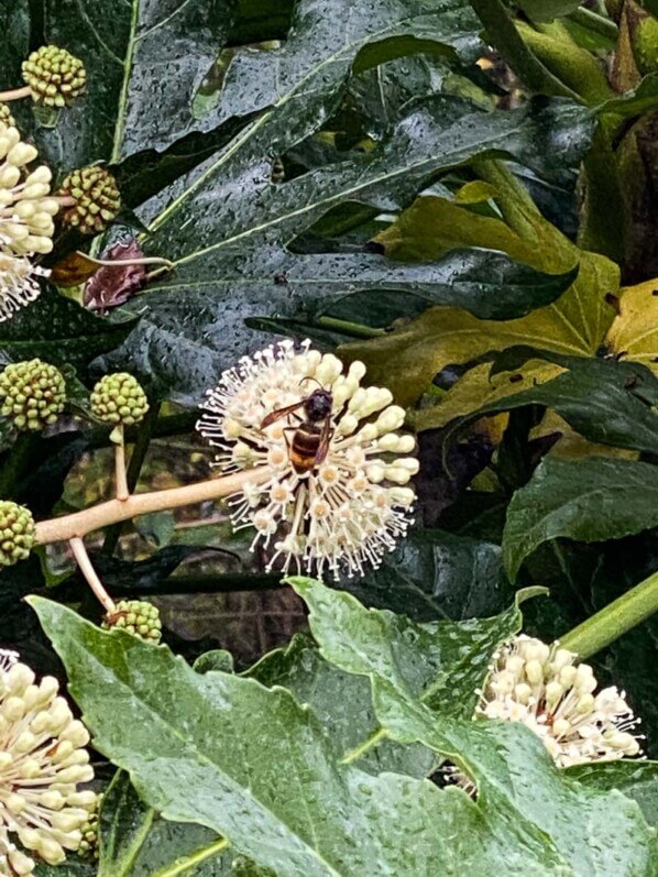 Insecte butineur sur les fleurs de l'aralia du Japon, Fatsia japonica, en automne dans le square Samuel de Champlain, Paris 20e (75)