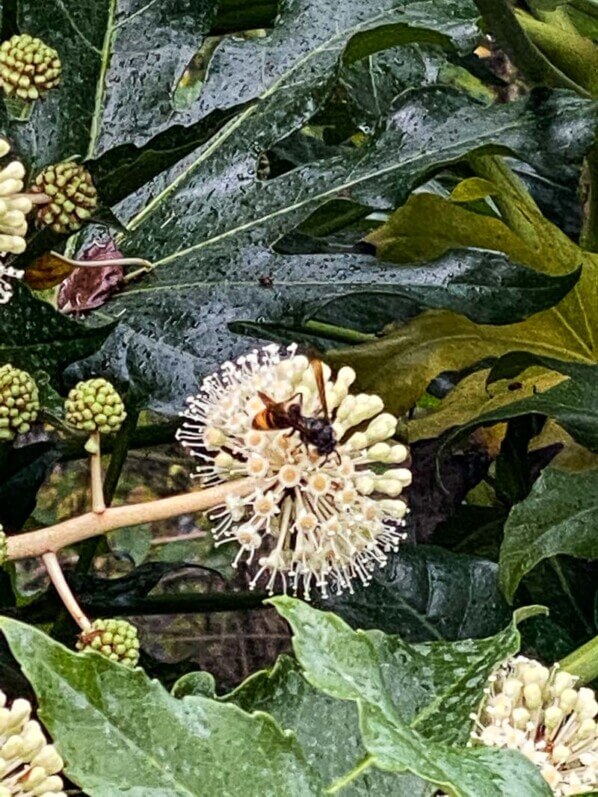 Insecte butineur sur les fleurs de l'aralia du Japon, Fatsia japonica, en automne dans le square Samuel de Champlain, Paris 20e (75)