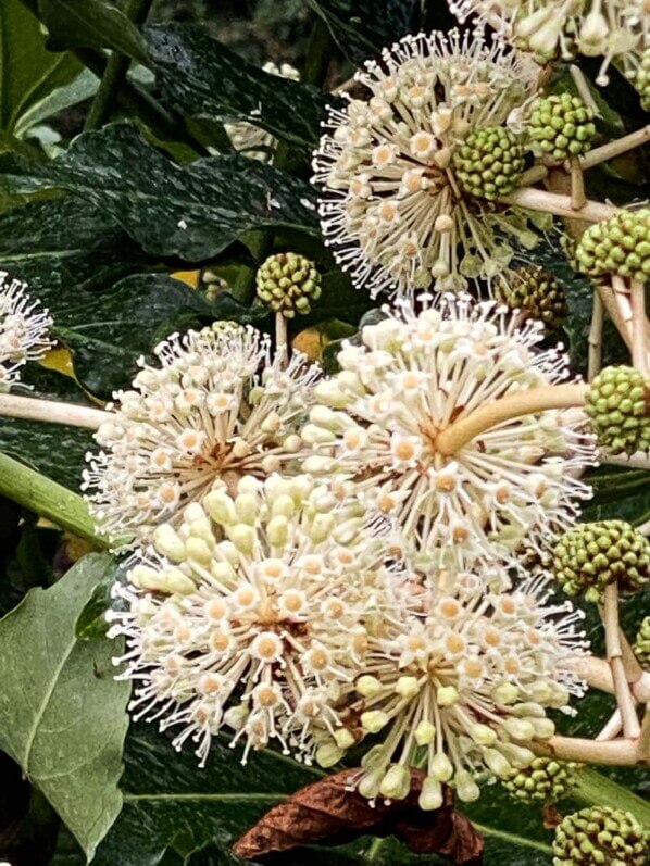 Floraison de l'aralia du Japon, Fatsia japonica, en automne dans le square Samuel de Champlain, Paris 20e (75)