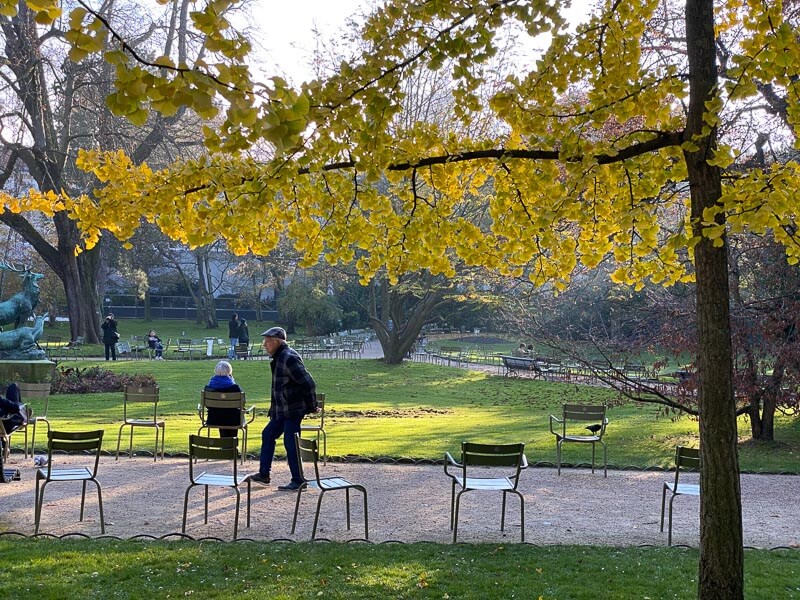 Ginkgo biloba en automne dans le Jardin du Luxembourg, Paris 6e (75)