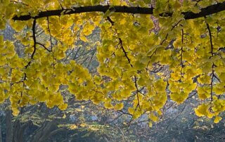 Ginkgo biloba en automne dans le Jardin du Luxembourg, Paris 6e (75)