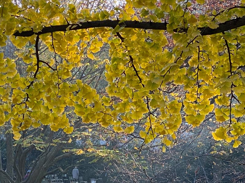 Ginkgo biloba en automne dans le Jardin du Luxembourg, Paris 6e (75)