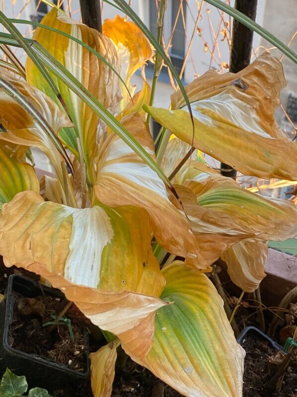 Hosta 'Night Before Christmas' en automne sur mon balcon parisien, Paris 19e (75)