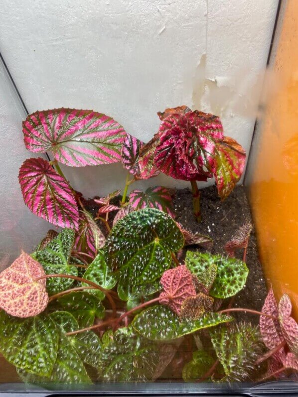 Begonia brevirimosa, Begonia ferox, plante d'intérieur, terrarium, Paris 19e (75)