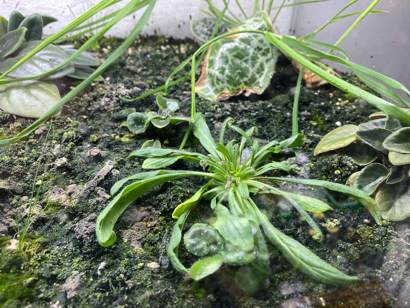 Mauvaises herbes dans un de mes terrariums, Paris 19e (75)