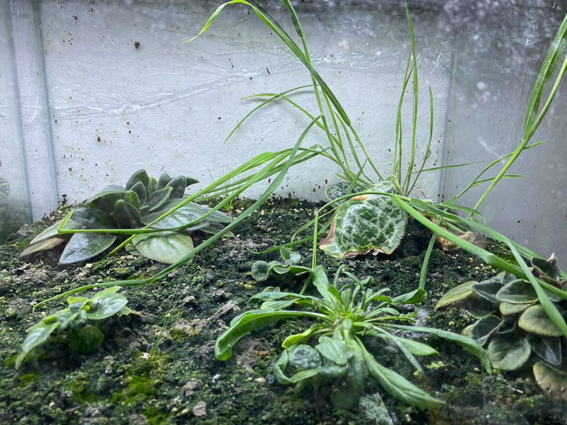 Mauvaises herbes dans un de mes terrariums, Paris 19e (75)