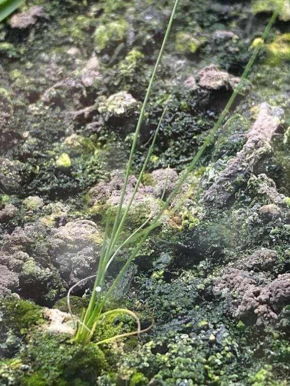 Mauvaises herbes dans un de mes terrariums, Paris 19e (75)