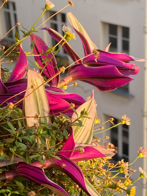 Lire la suite à propos de l’article Quelques belles couleurs d’automne sur mon balcon