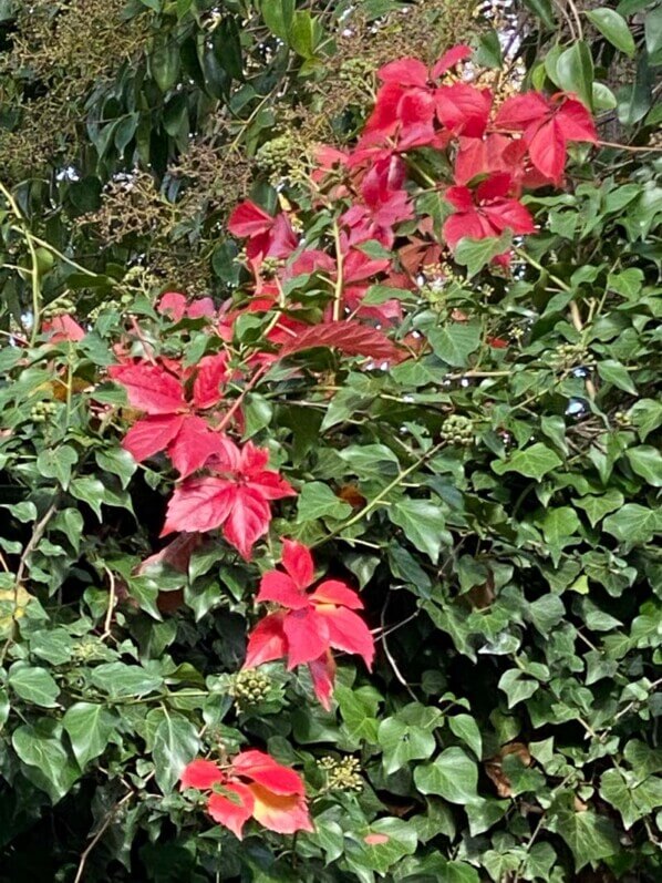 Vigne vierge et lierre en automne dans le Cimetière du Père Lachaise, Paris 20e (75)