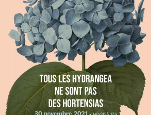 Webinaire “Tous les hydrangea ne sont pas des hortensias” le mardi 30 novembre 2021